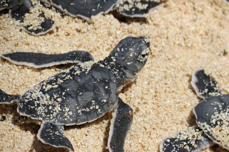 氣候變遷加劇美國佛羅里達州海龜性別比例失衡，近期熱浪來襲，新生海龜寶寶幾乎都是母的。（示意圖／圖取自Pixabay圖庫）