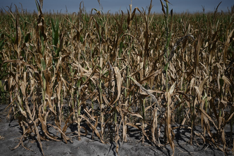 2022年7月是法國和英格蘭部分地區有紀錄以來最乾燥的7月，法國氣象局表示，嚴重乾旱重創當地農民。圖為1日在法國西南部吉倫特省的玉米作物。（法新社）