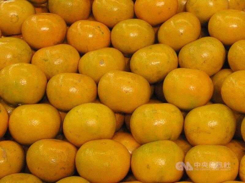 美國聯邦眾議院議長裴洛西2日晚間抵台後，中國海關總署3日宣布暫停台灣地區柑橘類水果和冰鮮白帶魚、凍竹莢魚輸入。圖為台灣柑橘。（中央社檔案照片）