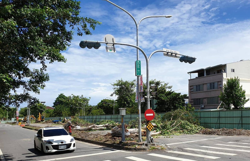 台東縣政府進行台東市四維路改善工程,將重新配置分隔島以解決與兩端車道不順接問題,同時重新選用適切市區道路樹種,現存菩提樹則將移植,但眼見多棵大樹陸續倒地,有民眾憂心四維路有多年歷史的「菩提大道」就此消失。(民進黨台東縣議員黃治維提供)中央社記者盧太城台東傳真 111年8月4日
