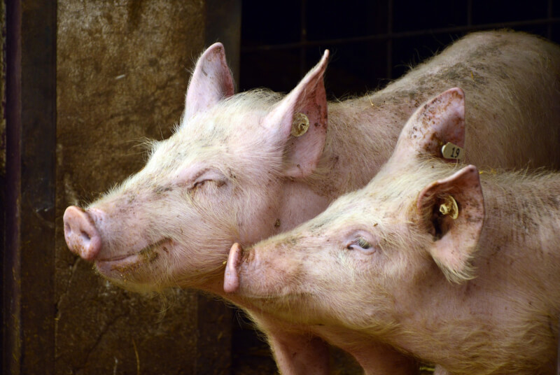 科學家在豬隻死亡一小時之後，成功恢復牠們體內血流和細胞功能。（圖取自Pixabay圖庫）