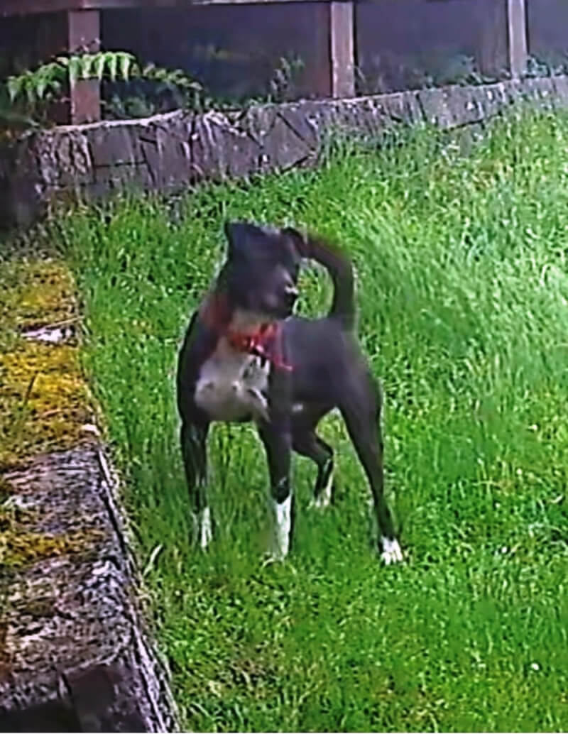 嘉義縣政府家畜所查出為當地店家所放養的犬隻所為,將依動物保護法與野生動物保育法嚴處。(嘉義縣政府提供)中央社記者黃國芳傳真 111年8月4日