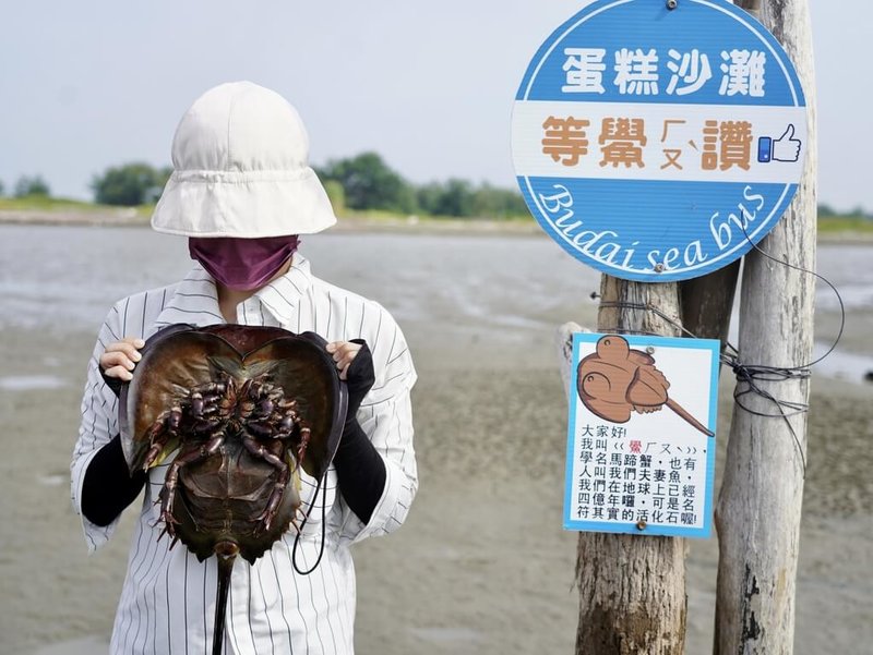嘉義縣文化觀光局推團體旅遊,邀請遊客到沿海遊玩,可搭乘「布袋海上巴士」搶灘無人島、超酷蛋糕沙灘和觀賞4億年活化石鱟。(嘉義縣文觀局提供)中央社記者蔡智明傳真 111年8月5日