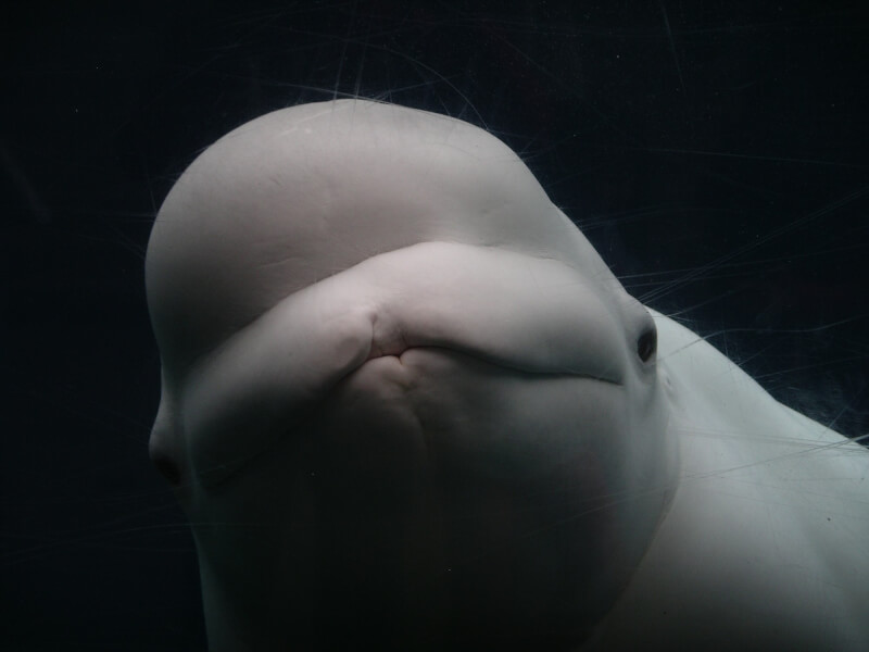 法國塞納河流域2日出現一頭體重似乎過輕的白鯨，相關官員相當擔心牠的健康狀況。（示意圖非當事白鯨。圖取自Unsplash圖庫）