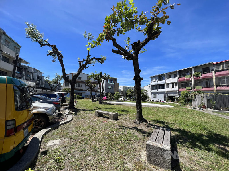 台東市區行道樹和公園景觀樹最近大量被修剪,有的樹就像被「剃光頭」般,專家指出,樹木栽植後一定要持續執行一套合理的「樹木撫育管理」計畫。中央社記者盧太城台東攝 111年8月6日