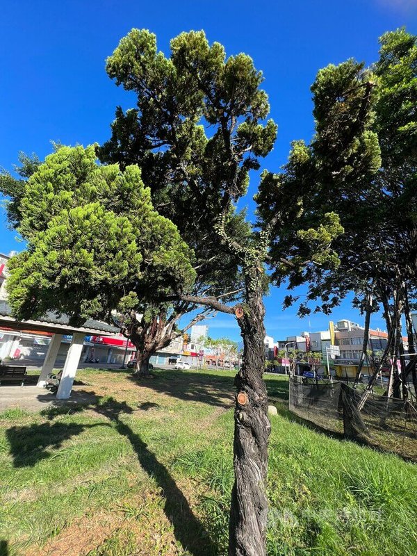 台東市區行道樹和公園景觀樹最近大量被修剪,連三角公園內的龍柏也遭修砍。中央社記者盧太城台東攝 111年8月6日