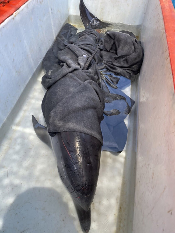 一隻出生不到1個月的熱帶斑海豚8日被發現游入宜蘭縣頭城鎮大溪漁港外圍，相關單位雖盡力救治，但生命徵象仍微弱，經評估後，由獸醫師執行安樂死，減輕海豚痛苦。（讀者提供）中央社記者王朝鈺傳真 111年8月8日