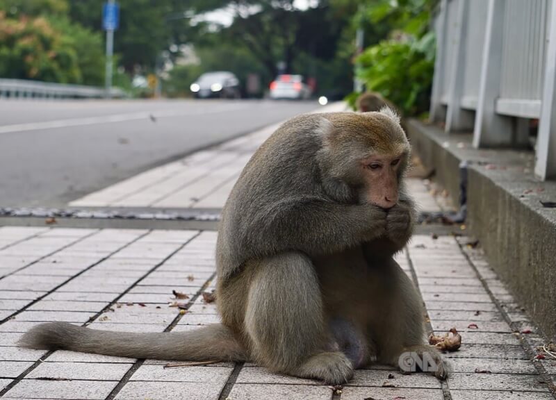林務局公告，國內禁止飼養台灣獼猴。圖為高雄壽山國家自然公園內的台灣獼猴。（中央社檔案照片）