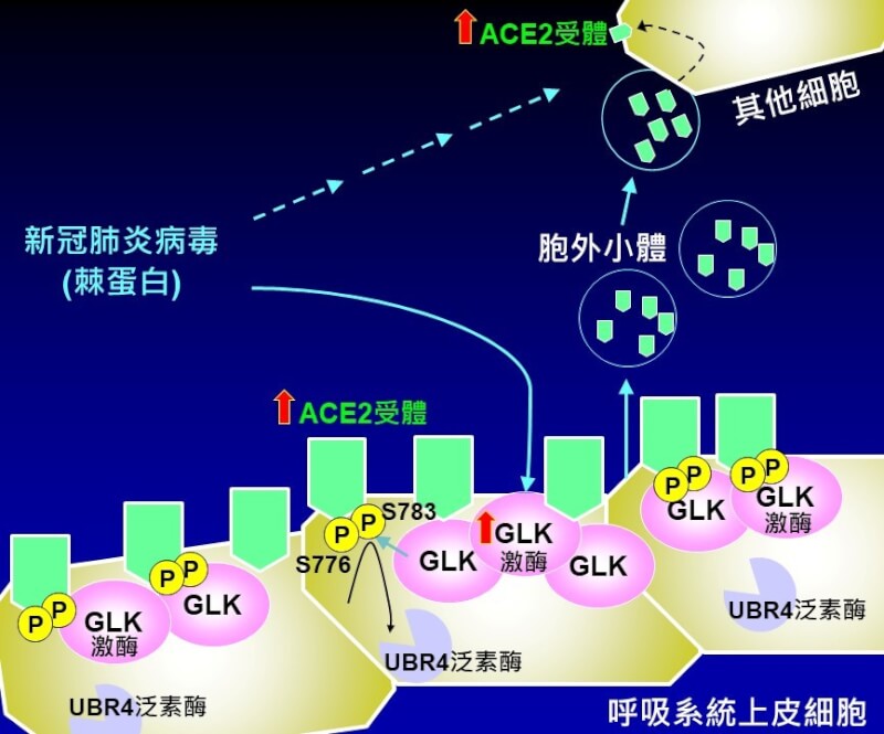 (國衛院提供)