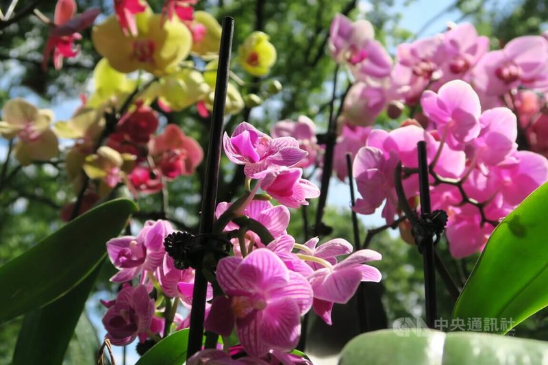 纽约皇后区植物园「台湾：兰花世界」特展迈入第9届，展出750盆在地台商提供的兰花，12日至14日开放民众参观。中央社记者尹俊杰纽约摄  111年8月12日