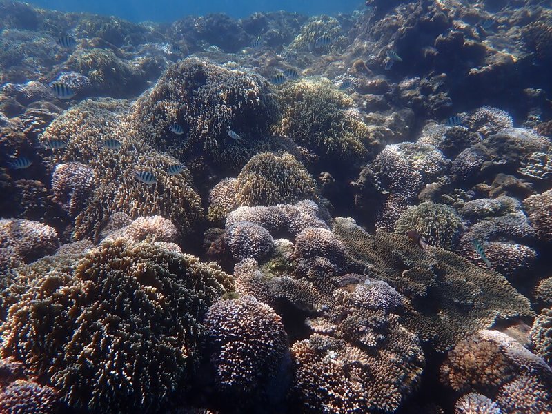 海洋保育署與海生館合作針對台灣本島及離島等共計30個地點進行珊瑚監測調查，發現東部基翬淺區較多珊瑚輕度白化。（海保署提供）中央社記者曾以寧傳真 111年8月18日