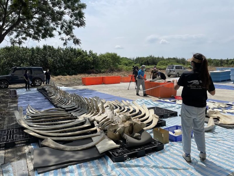 台東海岸線2年前發現死亡的擱淺藍鯨，由於全球數量稀少、樣本珍貴，海洋保育署與成功大學、海洋生物博物館合作，將以藍鯨骨骼3D建模技術輔助修復，目前成功大學完成前置處理的藍鯨骨骼約有156塊（包含鯨鬚板及附屬漁具繩索），已全數交由海生館進行下一階段骨骼細部修復計畫。（海洋保育署提供）中央社記者蔡孟妤傳真 111年8月23日