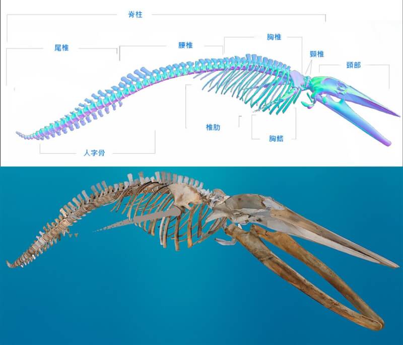 台灣首例擱淺藍鯨將以3D骨骼建模修復原貌| 生活| 中央社CNA