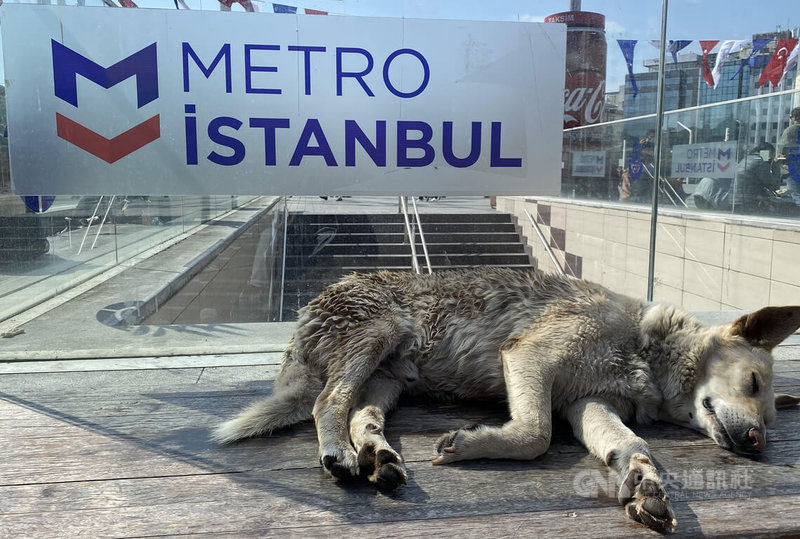 土耳其名為Havrita的流浪動物地圖網站及APP，近期引發疑似協助民眾追蹤流浪狗位置並加以殺害的爭議，被法院強制停止運作。中央社記者鍾佑貞伊斯坦堡攝  111年8月24日