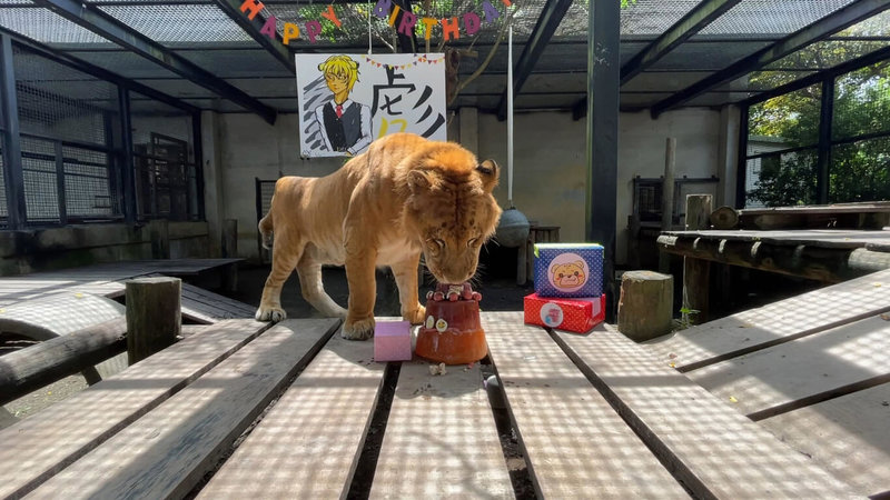 國立屏東科技大學保育類野生動物收容中心的獅虎「阿彪」過12歲生日，中心人員為牠特製「肉蛋糕」，讓阿彪開心品嚐。（國立屏東科技大學提供）中央社記者蔡孟妤傳真 111年8月25日