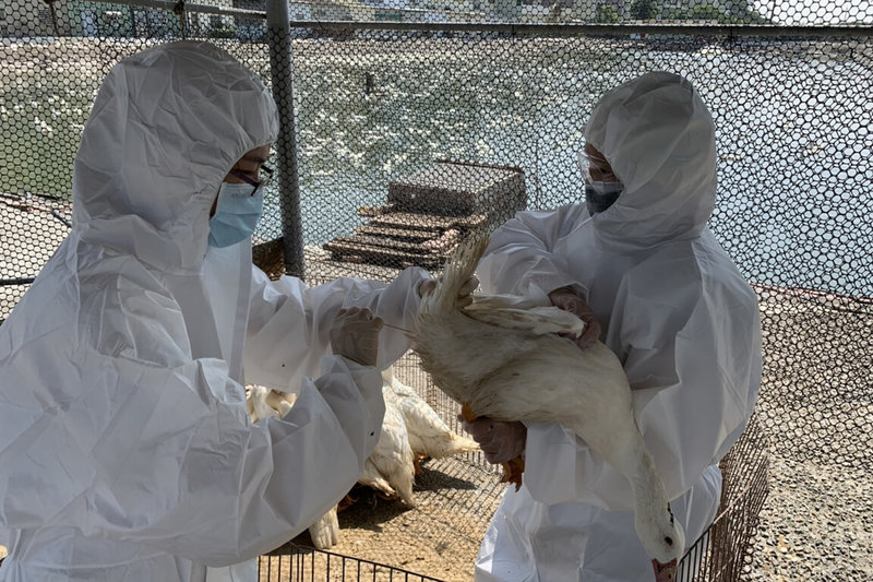 台南市動物防疫保護處派員前往養禽場採樣監測，並加強防疫輔導措施，預防禽流感。（台南市動保處提供）中央社記者楊思瑞台南傳真  111年8月30日