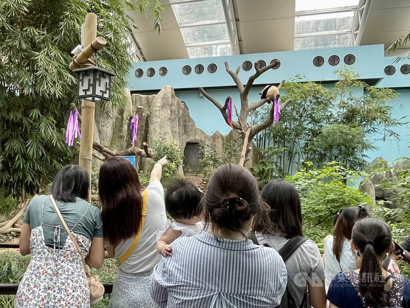 新加坡「河川生態園」的大貓熊是園內超人氣動物明星，圖為民眾駐足觀看貓熊寶寶「叻叻」。中央社記者侯姿瑩新加坡攝  111年9月2日