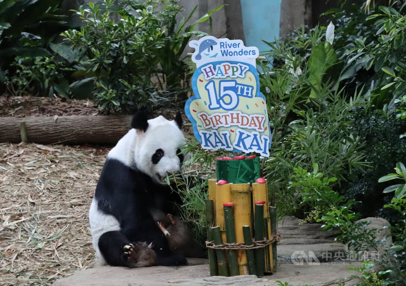 新加坡萬態保育集團及中國野生動物保護協會2日簽署延長合作協議，河川生態園的大貓熊「凱凱」將在新加坡多留5年，圖為園方為「凱凱」慶生。中央社記者侯姿瑩新加坡攝 111年9月2日