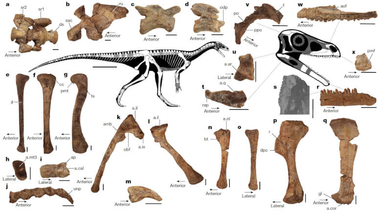 圖為姆比爾龍各部位骨骼化石。（圖取自twitter.com/VTechmeetsPaleo）