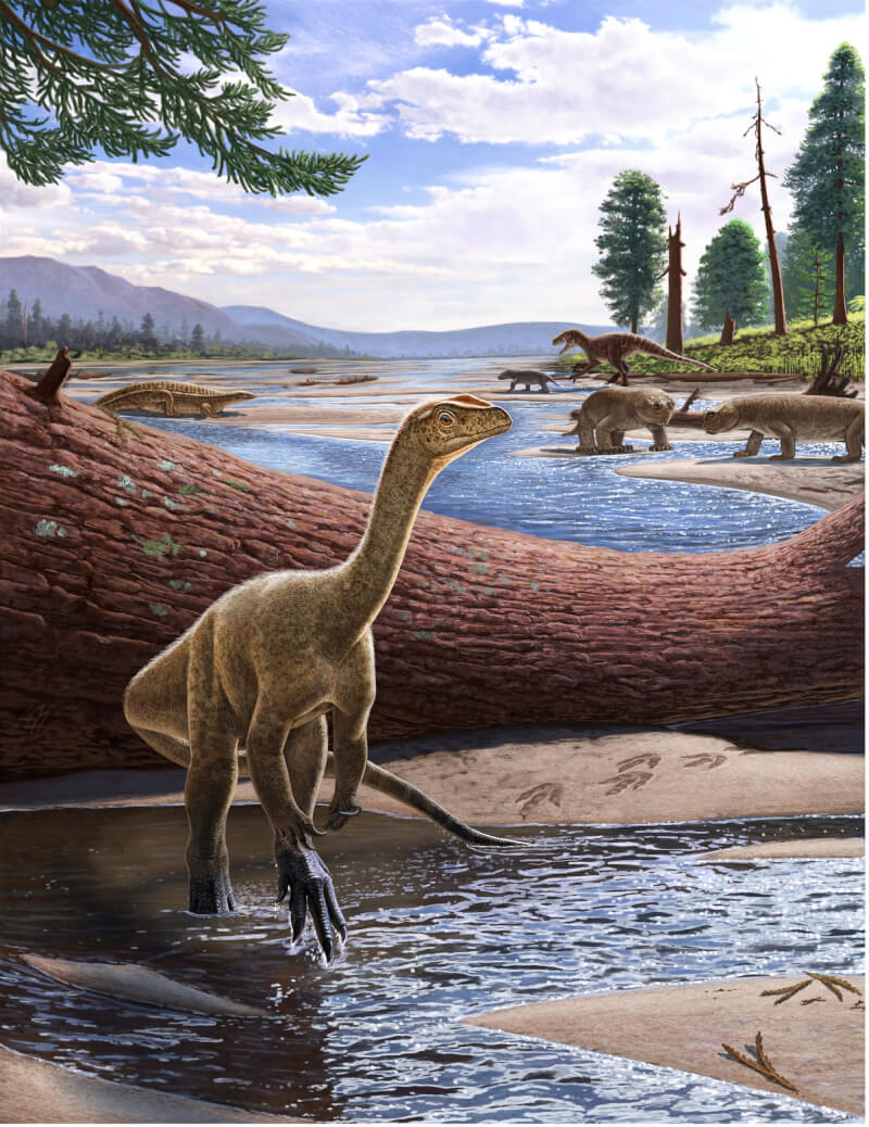科學家在辛巴威發現非洲最古老的恐龍－姆比爾龍的骨骼化石，這種恐龍存活於距今2.3億年前，可能是梁龍、雷龍等巨獸的遠祖。（圖取自twitter.com/VTechmeetsPaleo）