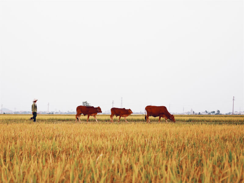 圖為越南農村稻田一景。（圖取自Unsplash圖庫）