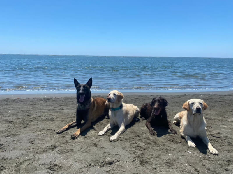 台南市消防局首隻退役搜救犬UKI日前回娘家，和昔日伙伴相聚。（台南市消防局提供）中央社記者張榮祥台南傳真 111年9月9日