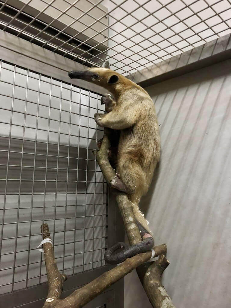 台北動物園的食蟻獸小紅，2年前曾逃脫，在野外生活3個月才被尋獲。（台北動物園提供）中央社記者趙麗妍傳真 111年9月9日