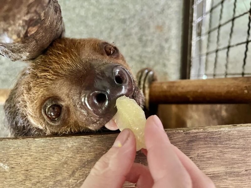 適逢中秋佳節，高雄市壽山動物園為動物準備柚子、自製月餅等中秋大餐，保育員餵柚子給二趾樹懶食用。（壽山動物園提供）中央社記者曾以寧傳真 111年9月10日