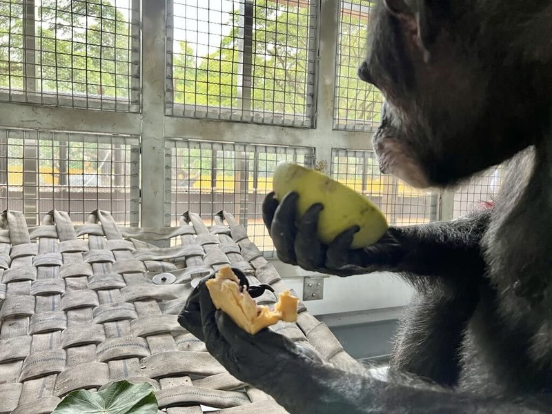 高雄老字號餅店「不二緻果」出借店內壓箱木製模具給壽山動物園製作動物版月餅，並準備柚子，讓動物們也能享用應景中秋餐，黑猩猩「美珍」大快朵頤。（壽山動物園提供）中央社記者曾以寧傳真 111年9月10日