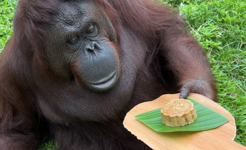 適逢中秋佳節，壽山動物園為動物準備柚子，並跟老字號餅店借用模具自製栗子和地瓜內餡的月餅，紅毛猩猩「咪咪」拿著樹葉餐盤，好奇端詳月餅。（壽山動物園提供）中央社記者曾以寧傳真 111年9月10日