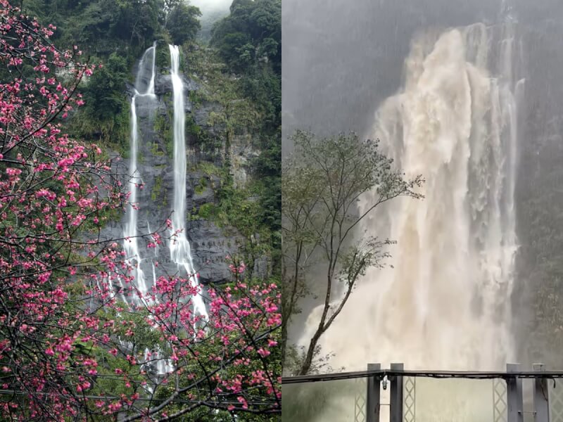 颱風梅花為烏來地區帶來驚人雨勢,烏來瀑布出現巨大的水流(右)。左圖為櫻花季期間拍攝的烏來瀑布。(左圖中央社檔案照片;右圖烏來區長周守信提供)