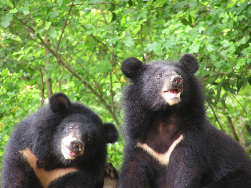 林務局12日宣布，「瀕危物種及重要棲地生態服務給付推動方案」新增台灣黑熊為生態服務給付對象。（玉管處提供）