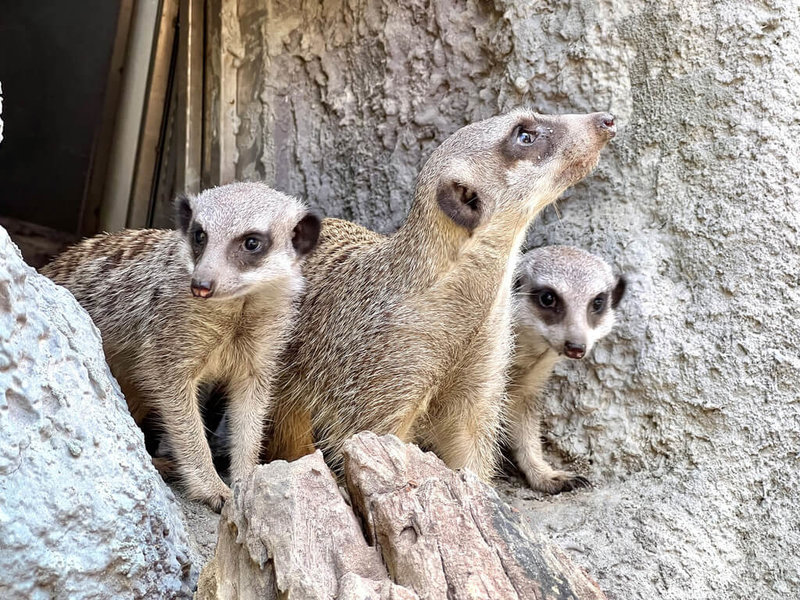 高雄壽山動物園5月誕生2隻狐獴寶寶,9月初由狐獴哥哥帶路,首次出洞,新生狐獴跟在哥哥身旁觀察新環境,萌樣吸睛。(高雄市觀光局提供)中央社記者蔡孟妤傳真 111年9月14日