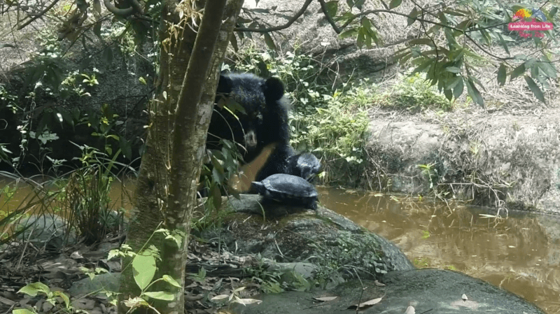 台北市立動物園溫帶動物區亞洲黑熊「貝兒」曾被紅耳龜嚇到，之後再看到紅耳龜都會調皮地去逗弄。（圖取自facebook.com/TaipeiZoo）