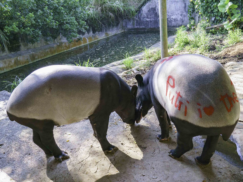 台北市立動物園19日表示，馬來貘「貘樹」（左）與來自新加坡的「Putri」（右）相處後情投意合，為了進一步記錄牠們的「騎乘行為」，用蠟筆在「Putri」屁股上畫畫。（台北市立動物園提供）中央社記者陳昱婷傳真  111年9月19日