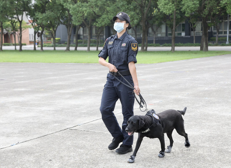 為協助國軍毒品防制，憲兵指揮部於109年1月1日起編成「緝毒犬分組」，20日在憲兵指揮部營區進行偵蒐毒品查緝演練。中央社記者張皓安攝 111年9月20日