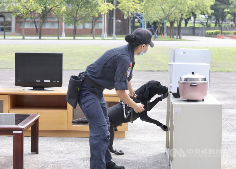 國防部20日上午舉行「民國111年國軍反毒成效媒體邀訪」，緝毒犬進行緝毒演練時穿上鞋子，由領犬員帶領緝毒犬進行空間搜索。中央社記者張皓安攝 111年9月20日