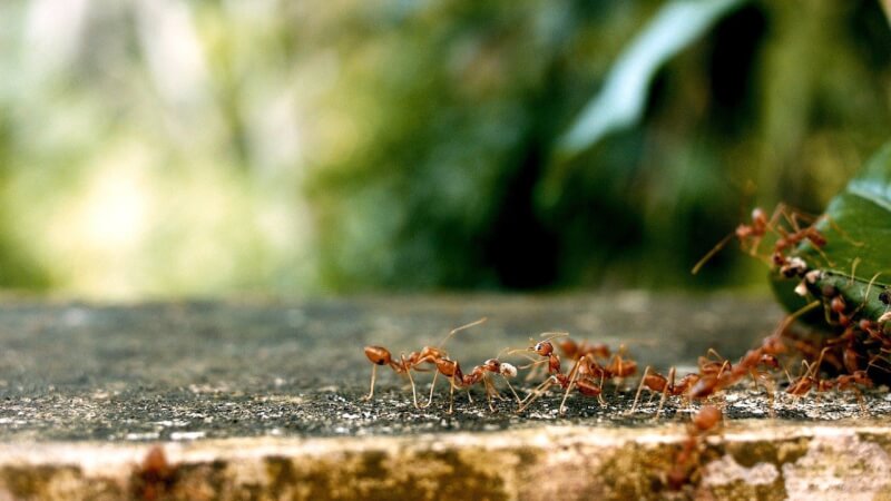 一項新研究指出，地球上至少有2萬兆隻螞蟻，即便這已是驚人的天文數字，可能仍低估這種昆蟲的總數量。（示意圖／圖取自Pixabay圖庫）