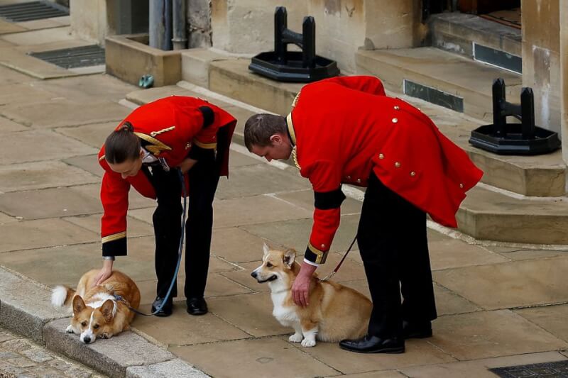 英國女王伊麗莎白二世的愛犬19日在溫莎城堡送主人最後一程。（路透社）