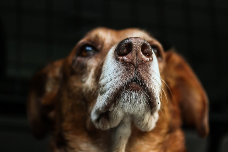 貝爾法斯特女王大學科學家證實狗可以透過嗅聞人的體味，察覺到人類的壓力。（圖取自Pixabay圖庫）
