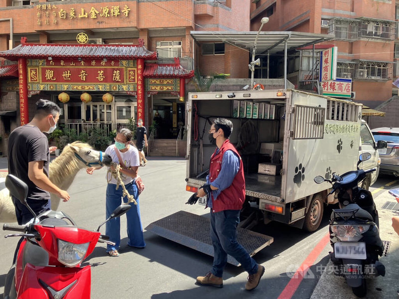 新北市新店區3日有迷你馬在路上逛大街，汽機車見狀紛紛閃避，警方獲報隨即與動保處人員到現場，協助牽引迷你馬上動保收容車，但迷你馬拒絕配合，動保處人員只好牽牠到駐地暫時收容，並通知飼主領回。（翻攝照片）中央社記者高華謙傳真  111年10月3日