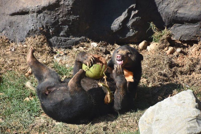 新竹市政府3日表示，新竹市立動物園在動物照養上，針對個別動物提供均衡的飲食和環境設施，讓動物吃好、睡好，滿足生活需求，也適時提供各式行為豐富化的遊具與設施，豐富動物的日常。（新竹市政府提供）中央社記者郭宣彣傳真 111年10月3日