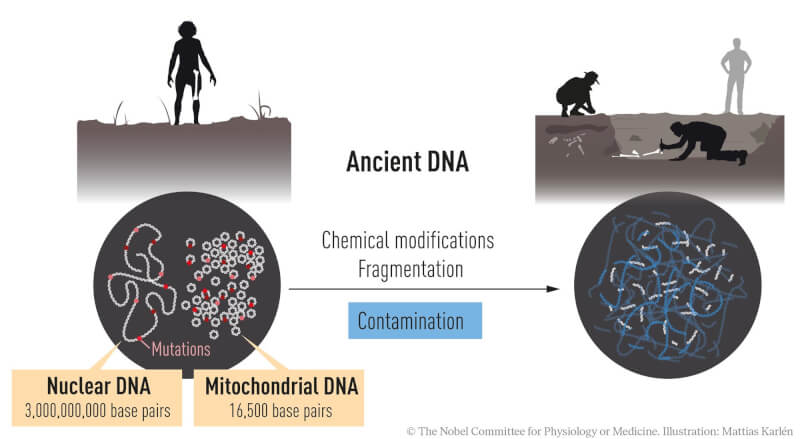 生物死後DNA會被分解且可能受到汙染，但帕博團隊成功完成尼安德塔人基因定序。（圖取自twitter.com/NobelPrize）