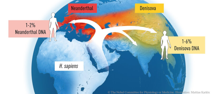 帕博的研究發現發現智人從非洲遷徙至世界各地，並與當時居住在歐亞大陸上的尼安德塔人及丹尼索瓦人雜交。（圖取自twitter.com/NobelPrize）