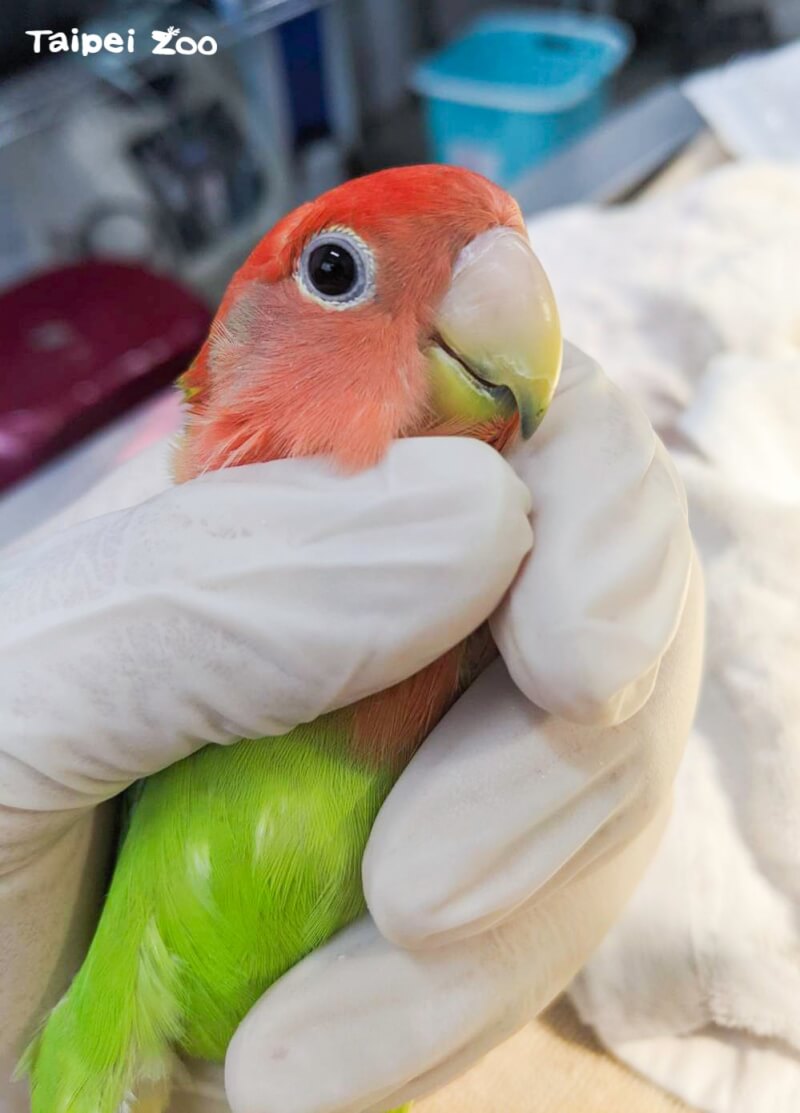 北市動物園生態鳥園發現一隻來路不明的桃面愛情鸚鵡，園方已立即移出並檢驗是否有疫病，園區大清消等。（圖取自facebook.com/TaipeiZoo）