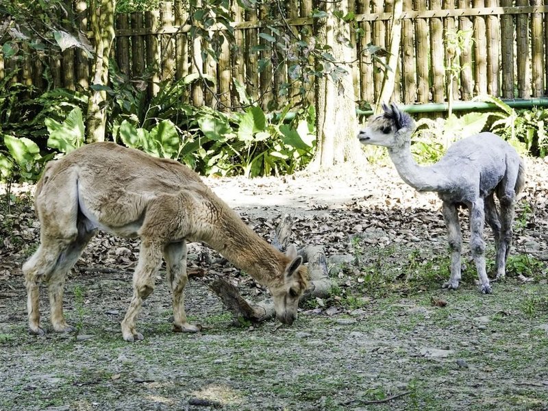 台北市立動物園5日表示，為了避免近親繁殖，與綠世界生態農場及頑皮世界野生動物園合作進行羊駝族群管理，換來「比爾」（左）、「蓋茲」（右）等4名新成員。（台北市立動物園提供）中央社  111年10月5日