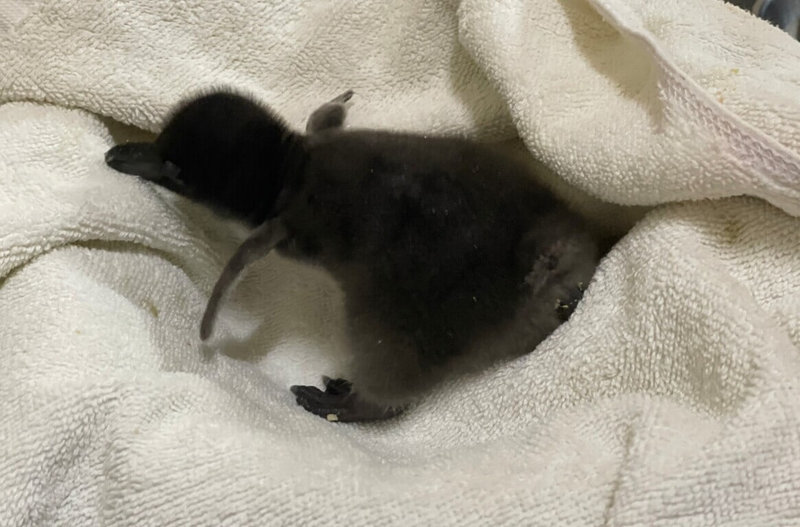 屏東海生館5日宣布迎來今年首批企鵝寶寶誕生，其中馬可羅尼企鵝更是睽違8年終於成功孵育出企鵝寶寶。（屏東海生館提供）中央社記者蔡孟妤傳真 111年10月5日
