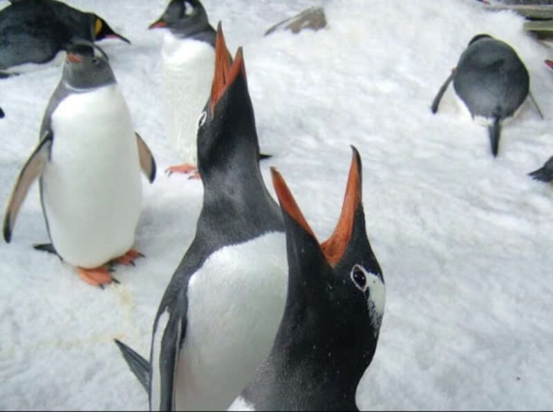 巴布亞企鵝是屏東海生館的寒帶企鵝物種之一，每年7月至8月到了繁殖季節，總會伸長頭部與頸部發出聲音，吸引異性。（海生館提供）中央社記者李卉婷傳真 111年10月7日