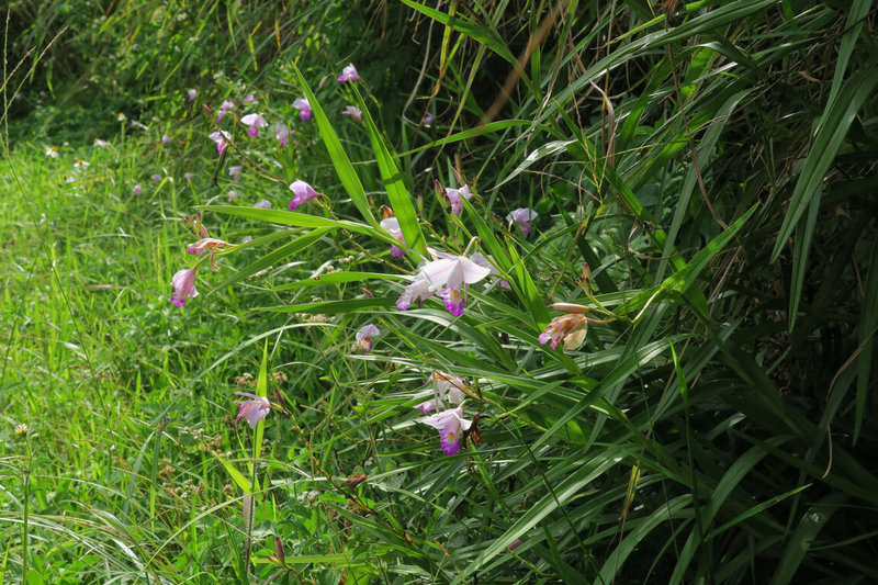 近年因棲地開發及採集壓力，葦草蘭（鳥仔花）所剩無幾，野外原已不到100株，「2017台灣維管束植物紅皮書名錄」列為國家極危等級（CR），2018年於貢寮水梯田發現後展開復育，已育成1000株植回。（特生中心提供）中央社記者楊淑閔傳真  111年10月7日