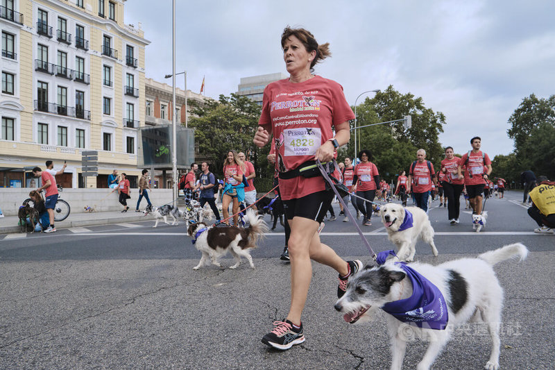 當日參賽的飼主不分男女老少，沿著馬德里著名的卡斯特蘭納大道（Paseo de la Castellana）或跑、或走4公里完賽。中央社記者胡家綺馬德里攝 111年10月10日